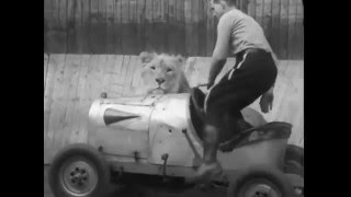 Lion riding in sidecar inside wall of death 1934....hmmmm I just bought a URAL!