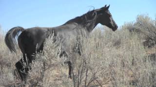 preview picture of video 'Happy Hollow Ranch Black Arabian Gypsy Vanner Foal born April 18 2012'