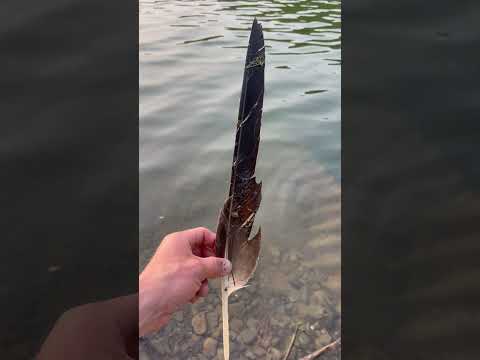 Found a Bald Eagle Feather in Western New York! (Allegheny Reservoir)