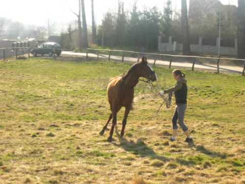 Osiedle Czarne - konie. Sara i Sonia & Jonny i Rywal