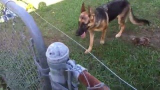 DIY Electric fence install and setup for a German Shepherd