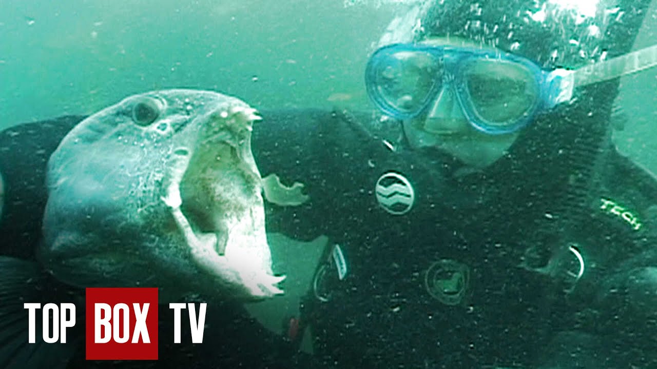 The Army's Experimental Diving Unit - Angry Planet 310 - Under Pressure