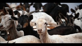 CJTF - HOA Promotes Herd Health In Djibouti
