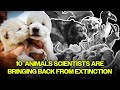 Scientists Are Bringing Back These 10 Animals Back From Extinction Dire Wolves Are Back