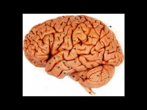 ROBBIE RULE brain brain BRAIN,,,.