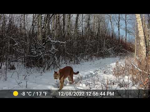 Trail Cam Northern Alberta