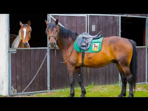 Stajnia Arat - magiczne miejsce