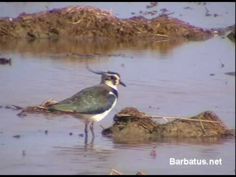 Avefría ( Vanellus vanellus )  Lapwing