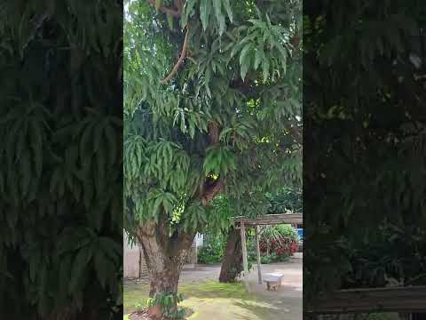 itauçu  Goiás  tranquila  cidade