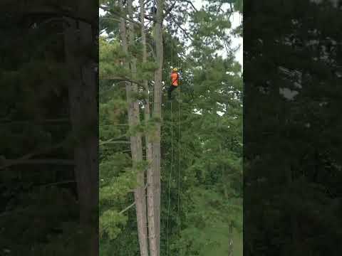 Drone vs fastest ascent climber: Anders Vinther 🇩🇰 #ascent #treeclimber #arborist #treeclimbing