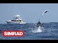 AMAZING BLUE MARLIN FOOTAGE - A MUST SEE ...
