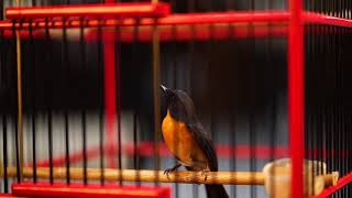 Download lagu PERTARUNGAN SENGIT ANTARA 4 TLEDEKAN GUNUNG mp3 Download lagu PERTARUNGAN SENGIT ANTARA 4 TLEDEKAN GUNUNG mp3