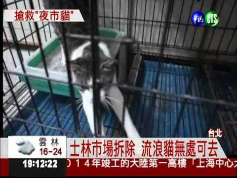 士林臨時市場緩拆 流浪貓無處去