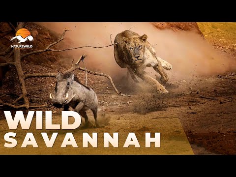 SAVANË E Egër | Clash of Kings: Lions, Hyenas & Warthogs #AnimalDocumentary | Dokumentar për