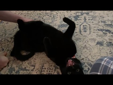 Squeaky Cat (my cat makes very funny noises)