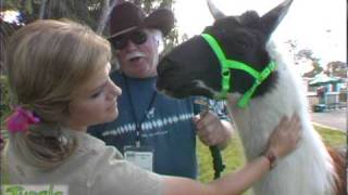 Jungle Jenny-2010 Pet Expo_Part 4_Jess the Llama.mov