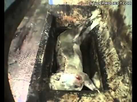 download lagu mp3 mp4 Meat Rendering Machine, download lagu Meat Rendering Machine gratis, unduh video klip Meat Rendering Machine