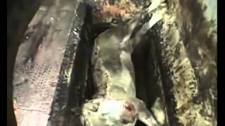 Animals & the meat grinder at the rendering plant