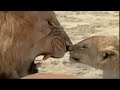 Lion Cubs Meet Their Father For The First Time Lions Spy In The Den BBC Earth