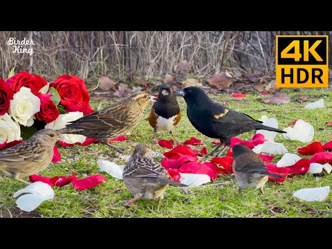 Cat TV for Cats to Watch 😺❤️ Beautiful Birds and Roses on the Lawn 🐦🌹 8 Hours(4K HDR)