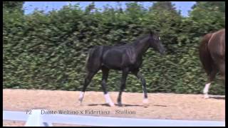 Champion d'Allemagne des étalons de 4 ans pour 13.500€