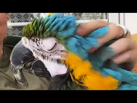 Parrot keeps asking for snuggles after owner passes