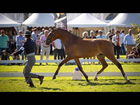 Quazar das Faias - ‘Male Champion in Hand’ at FIPSL 2021