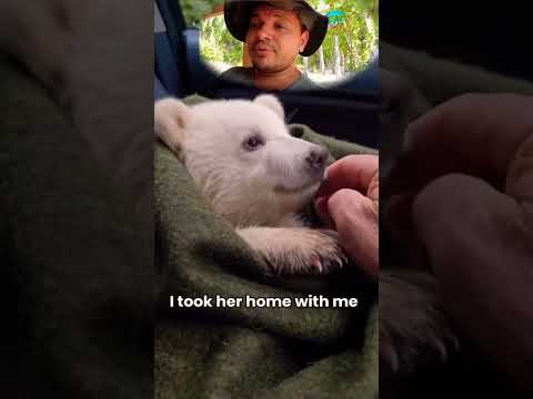 ursa preta não aceita urso branco, veja o que esse homem fez pelo urso