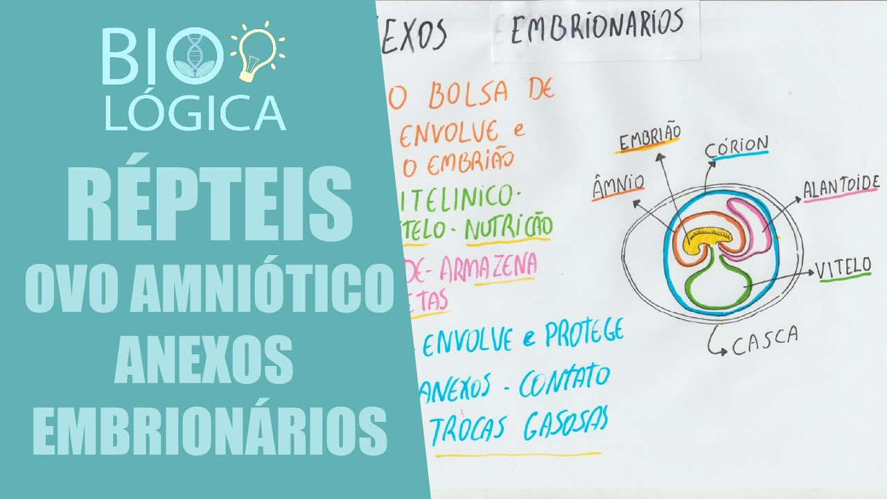 BIO LÓGICA! REPTEIS - OVO AMNIÓTICO E ANEXOS EMBRIONÁRIOS