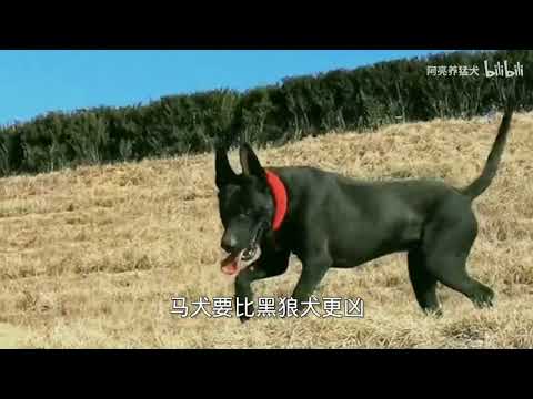 黑狼犬