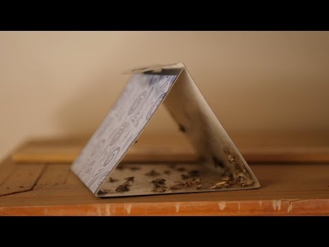 download lagu mp3 mp4 Meal Moth Traps, download lagu Meal Moth Traps gratis, unduh video klip Meal Moth Traps