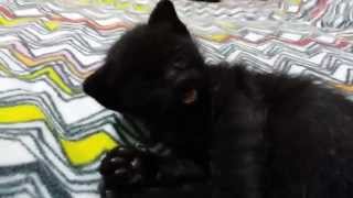 Siyah Kedi yavrusu kara murat