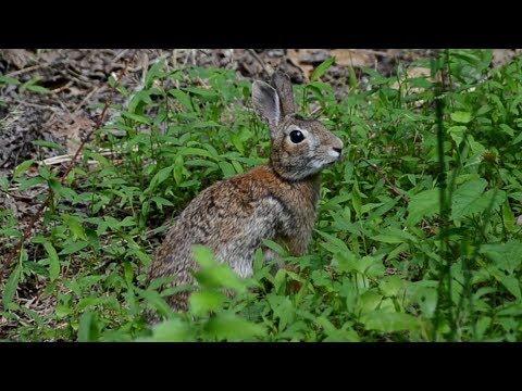 Eastern Cottontail Rabbit in distress & sniffing