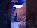OCTOPUSES Greet me DIFFERENTLY!?