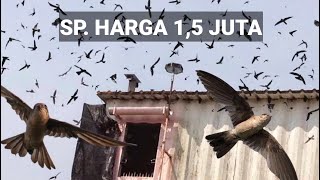 Download lagu SUARA WALET HARGA 1,5 JUTA || SUARA PANGGIL BURUNG WALET mp3