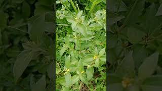 Download lagu Rumput JOTANG KUDA, BABADOTAN LALAKI (Synedrella Nodiflora) #TumbuhanObat #RumputLiar #Indonesia mp3 Download lagu Rumput JOTANG KUDA, BABADOTAN LALAKI (Synedrella Nodiflora) #TumbuhanObat #RumputLiar #Indonesia mp3