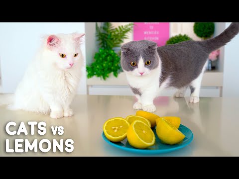 Can Cats Eat Lemons?