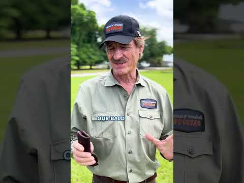 Harpy Eagle vs. Bald Eagle