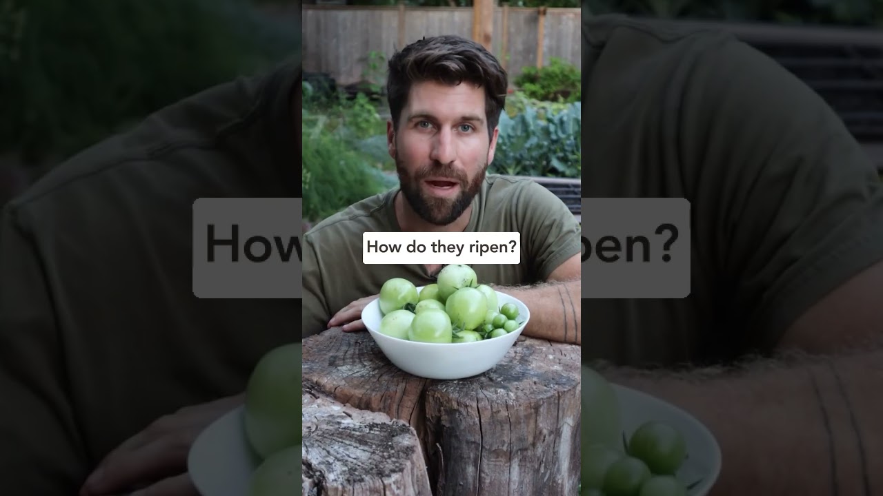 Got green tomatoes? Here’s how to get them to ripen! #gardening #gardeningtips