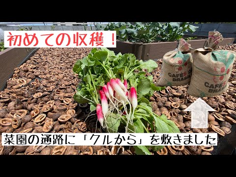 クルミの収穫と保存: 最良のヒント 庭の練習