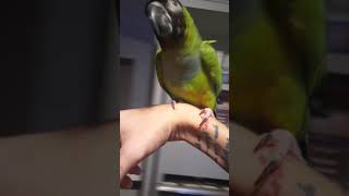 Jenday Conure Birds Videos