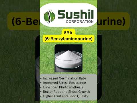 White 6ba (6-benzylaminopurine) powder, drum, 1 kg