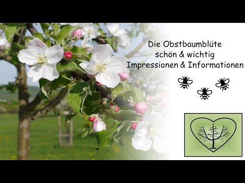 Die Obstbaumblüte - schön & wichtig. Impressionen & Informationen / EinHerzfürStreuobstwiesen