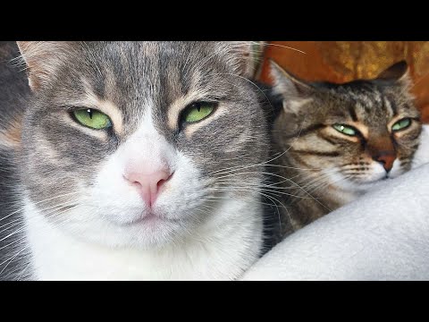 Adorable Calico Cat Mieze & Tabby Cat Billie
