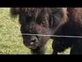 Bison? Sneak peek of my new video ￼