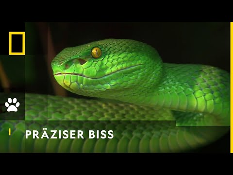 Dieser Schlange entgeht nichts! | Reich der Schlangen