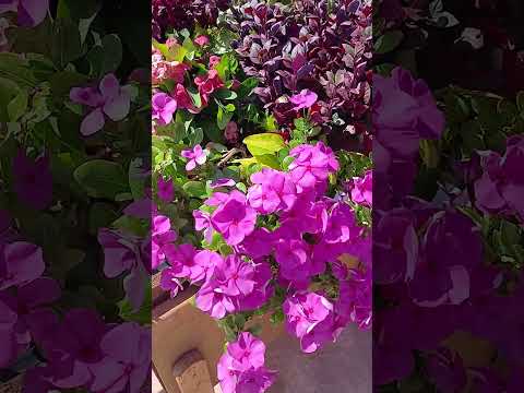 тележка с цветами в Испании