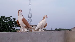 laal sharazi or zard sharazi chup male kabotar | | kabotar bazi video in india | pigeon video |