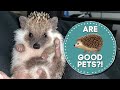 Do Hedgehogs Make Good Pets?!