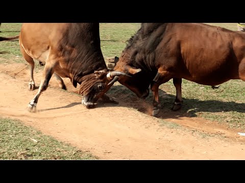 nyuj sib nraus ntshiab 24/4/2021